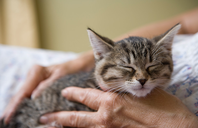 Can you stop your species from shaming the humans who love us? Love, Cats