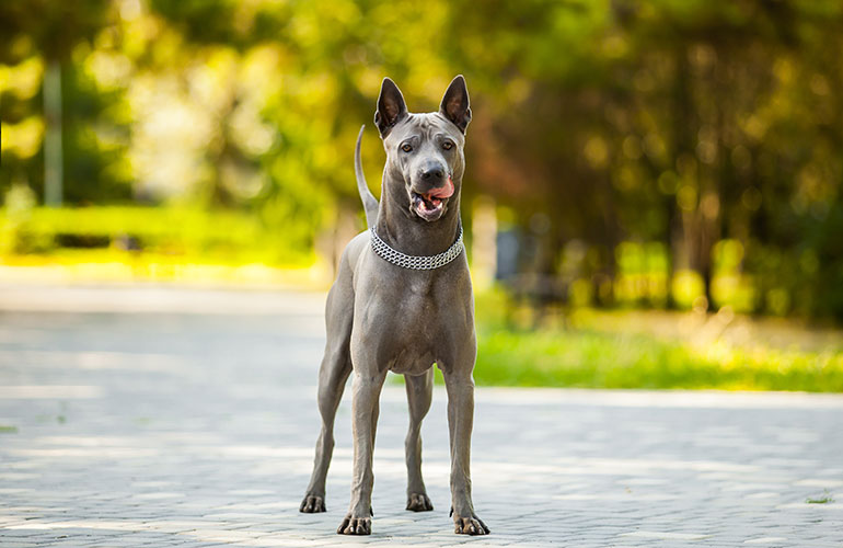 Thai Ridgeback