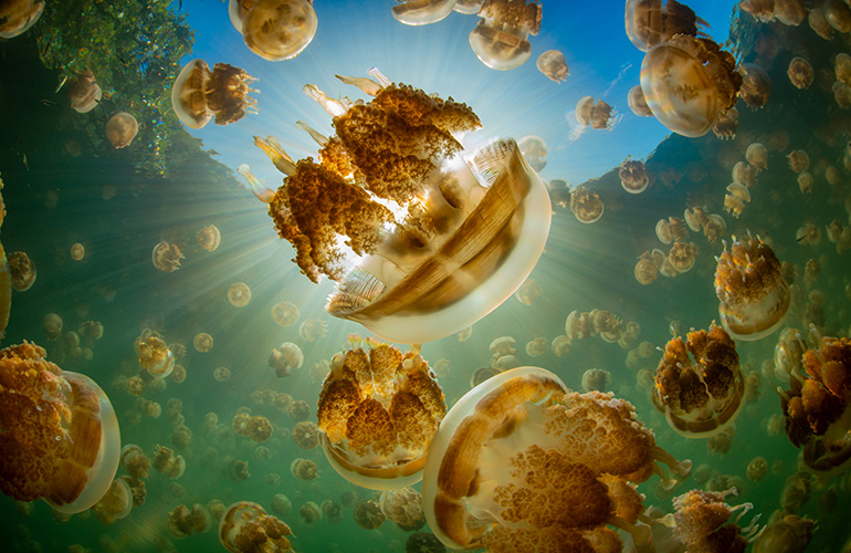 Someone made jellyfish snacks