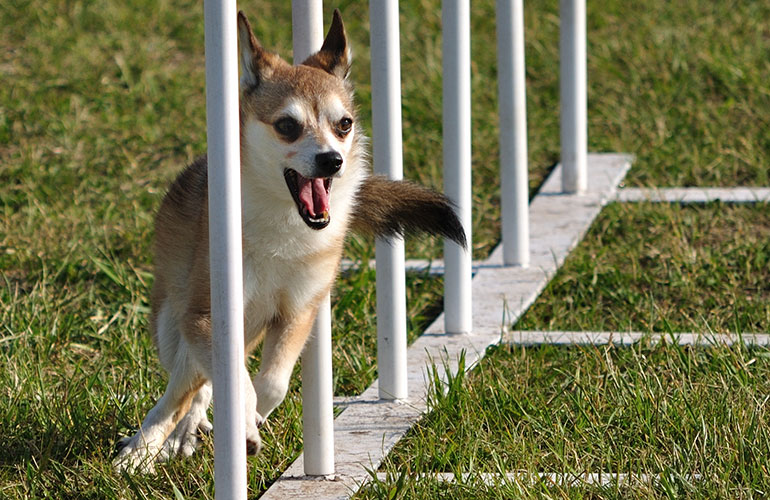 Norwegian Lundehund