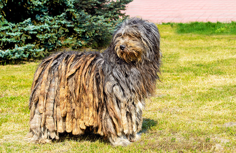 Bergamasco Sheepdog