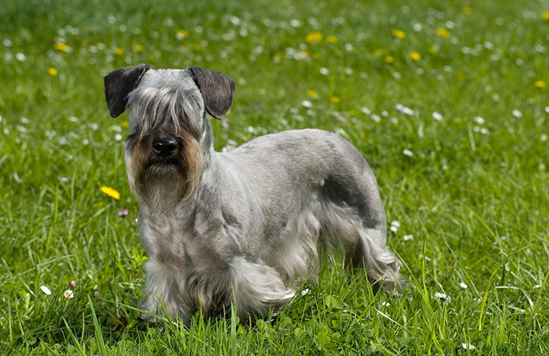 Cesky Terrier