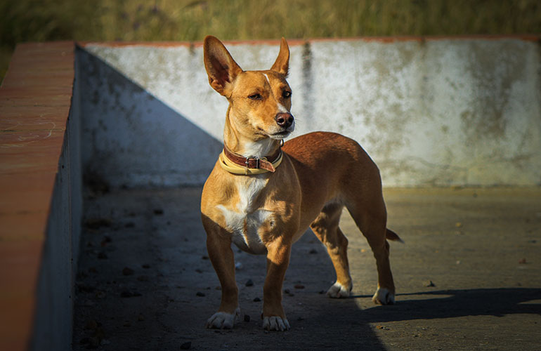 Portuguese Podengo
