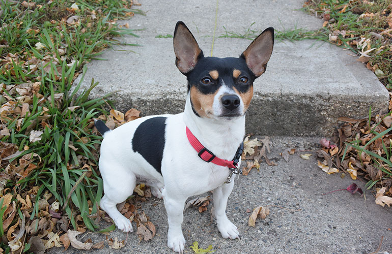 Teddy Roosevelt Terrier