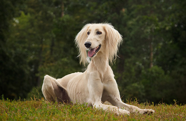 Saluki