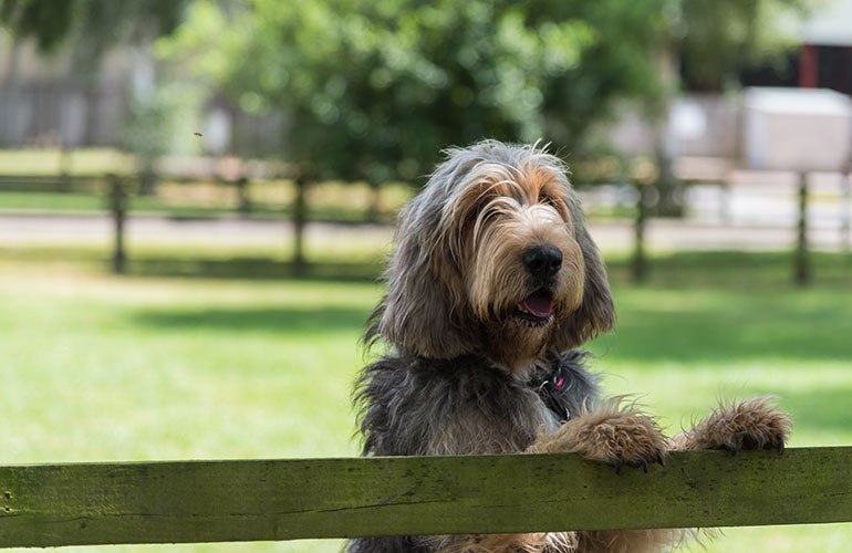 Otterhound
