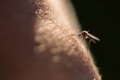 mosquito on a person's leg