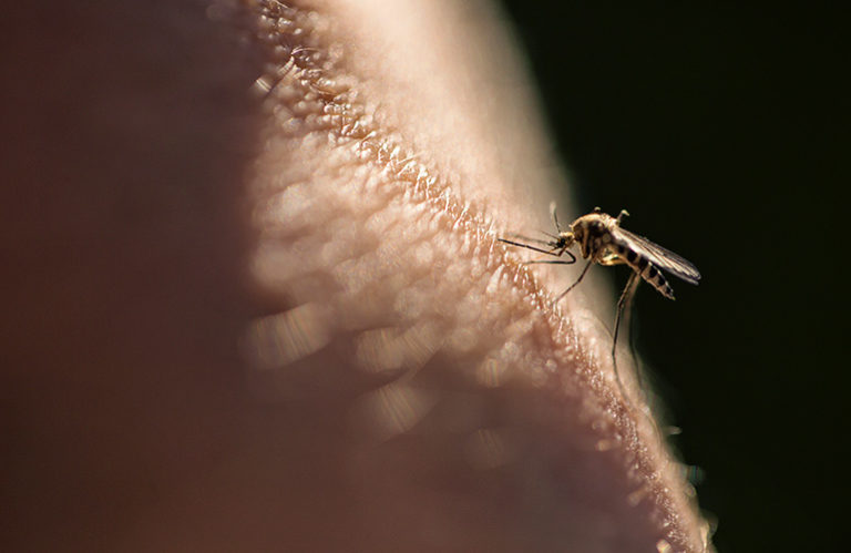 mosquito on a person's leg