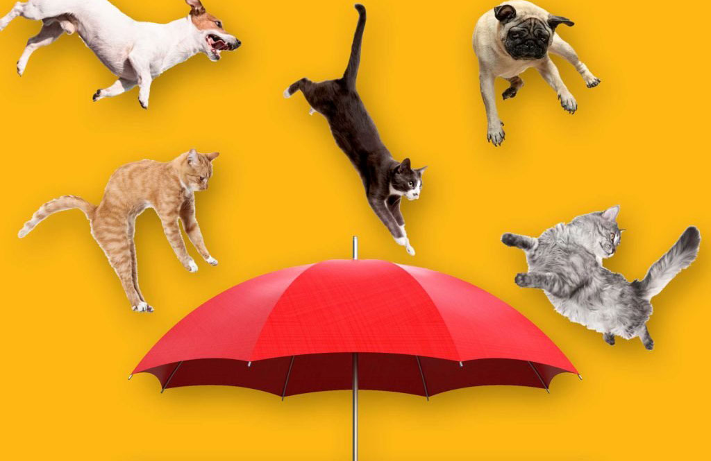 Raining cats and dogs