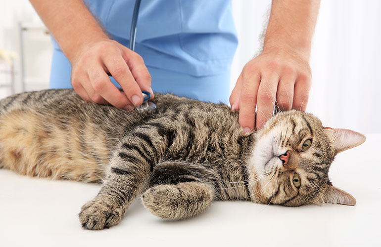 Visit the vet