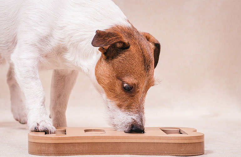 Are our dogs immune to coronavirus?