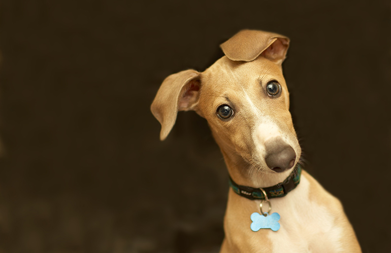 Aren’t there other types of coronavirus in dogs?