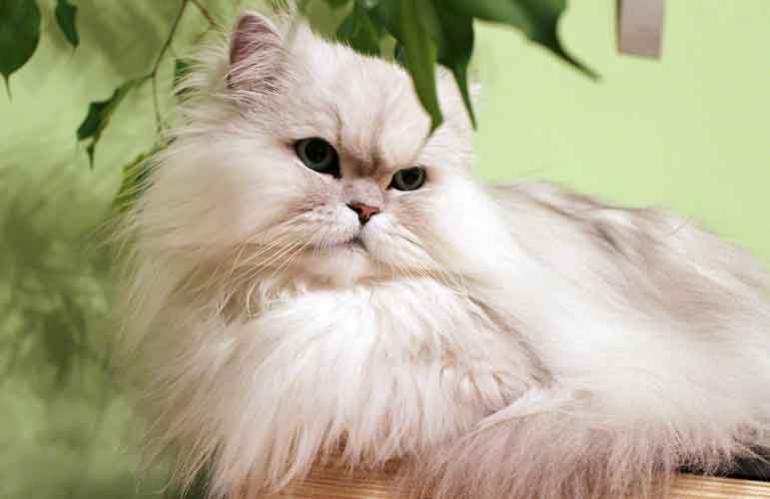 Cat not eating: What should you do?