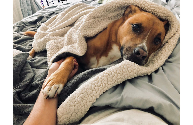He snuggles with you when you’re sad