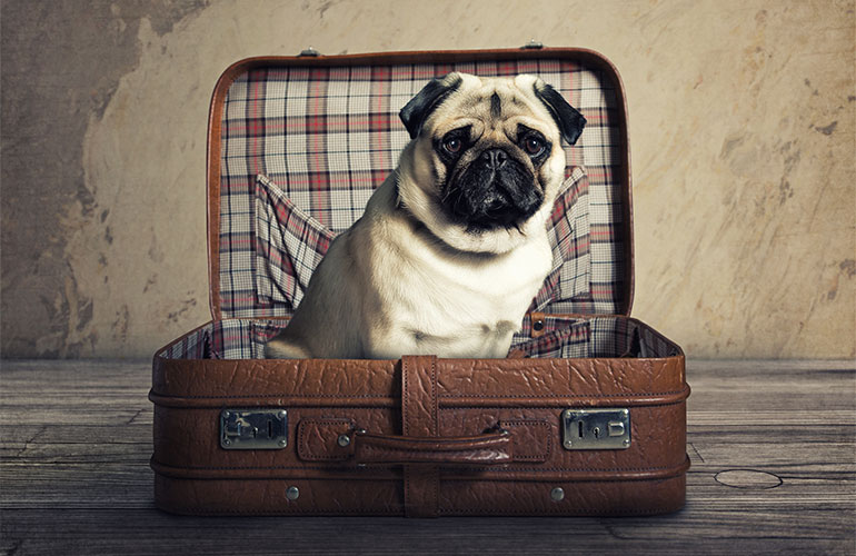 What are the symptoms of the new coronavirus in dogs?