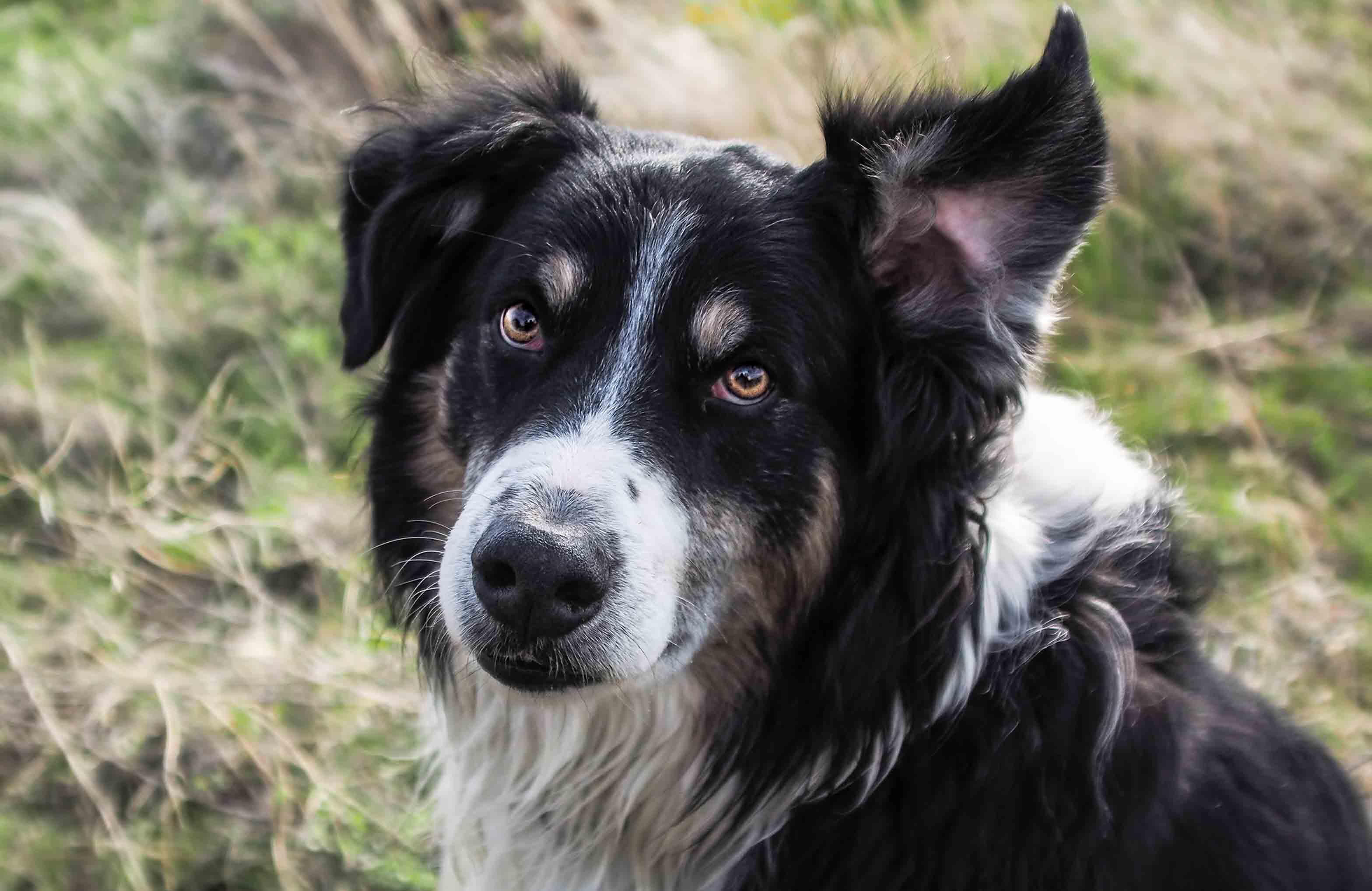 Watching our walker