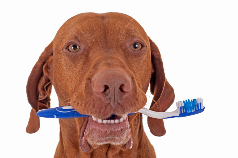 Brushing its teeth