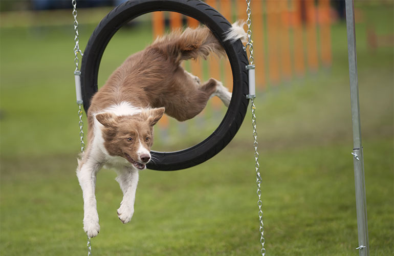 He can learn a new trick in just a few tries