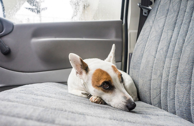 He knows when he's on his way to the vet