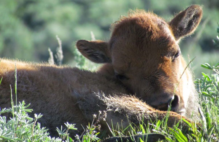 Baby bison