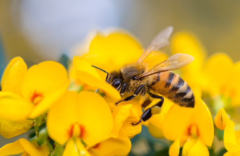 Xanthophobia: Fear of the colour yellow