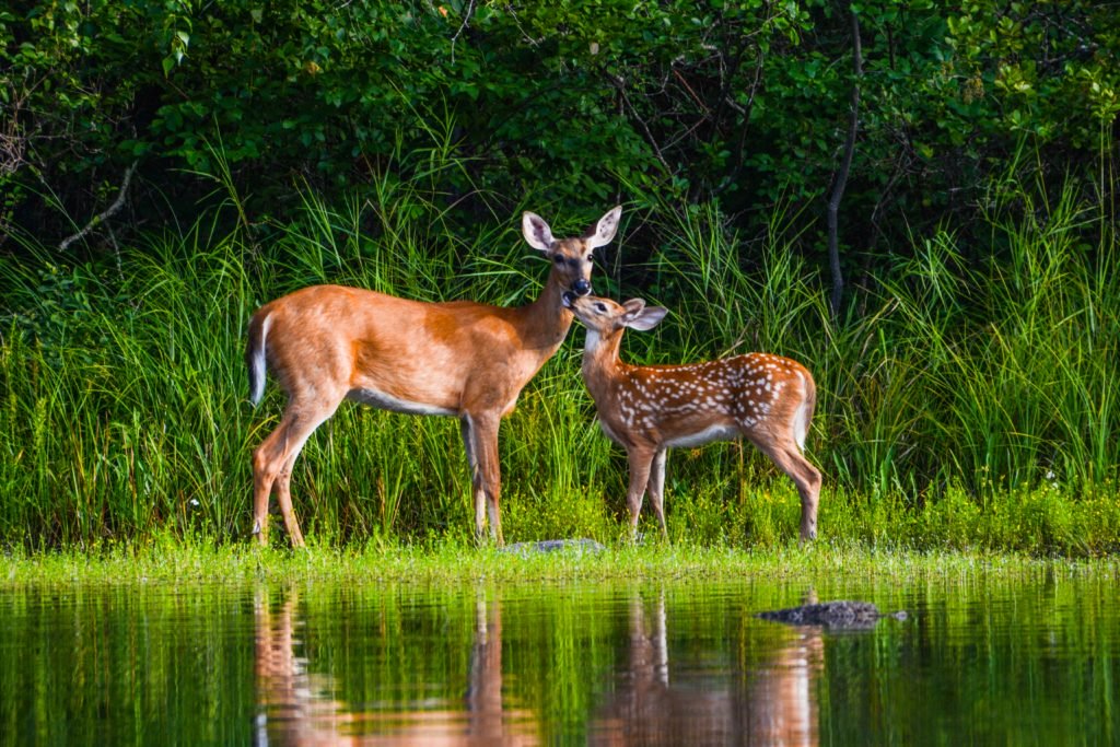 Pure peace