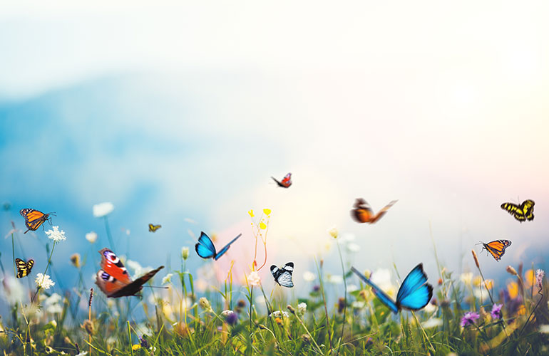 Beautiful butterfly