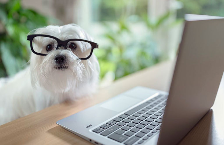Hardworking puppy with glasses