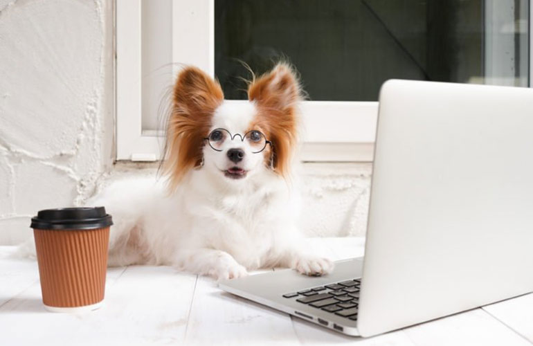 An adorable toy spaniel