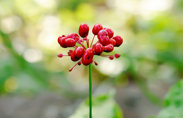 Panax ginseng