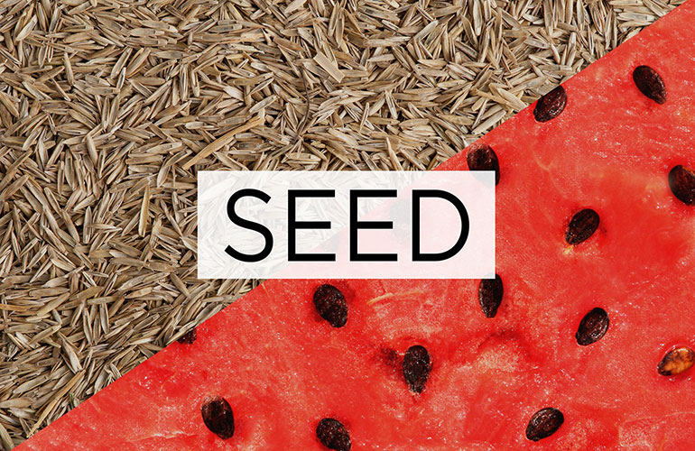 Seed