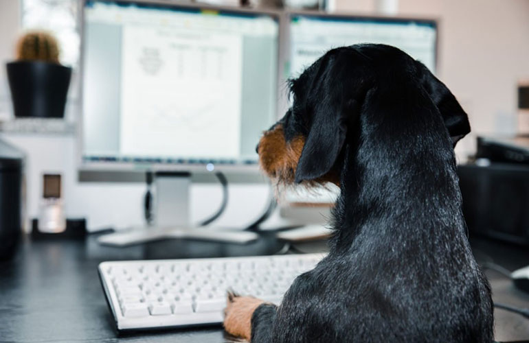 A small puppy with the double monitors