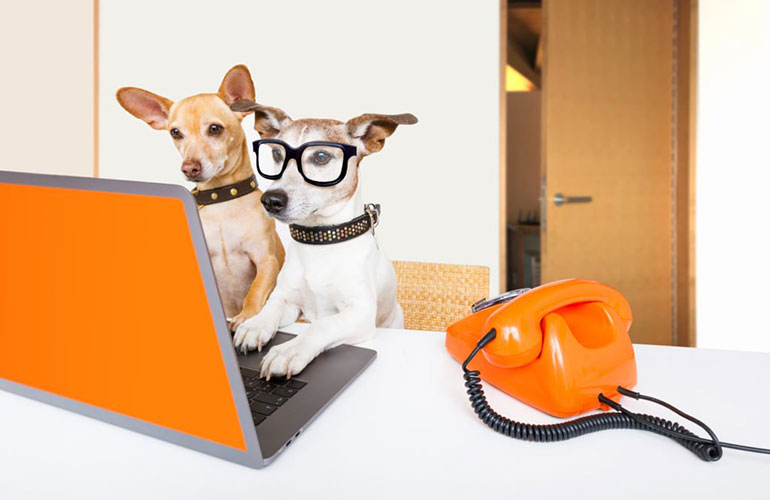 The world’s most adorable co-workers