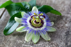 10 herbs that can help ease stress