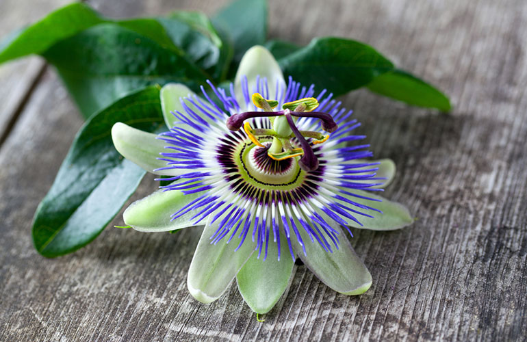 Passionflower