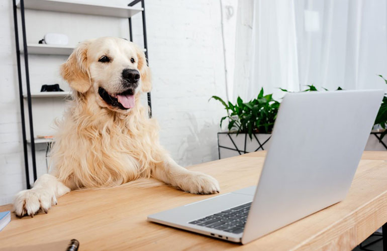 An enthusiastic golden retriever