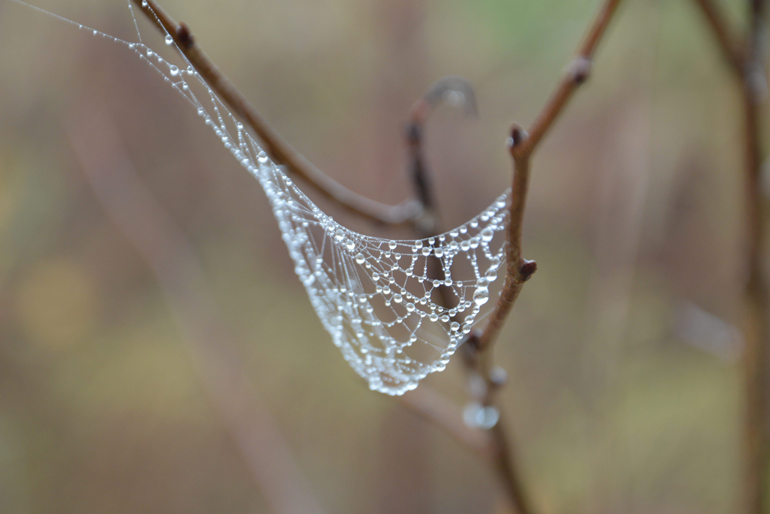 Web of water