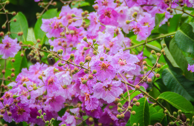 Banaba leaf