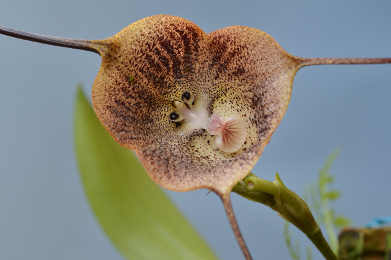 Dracula orchid