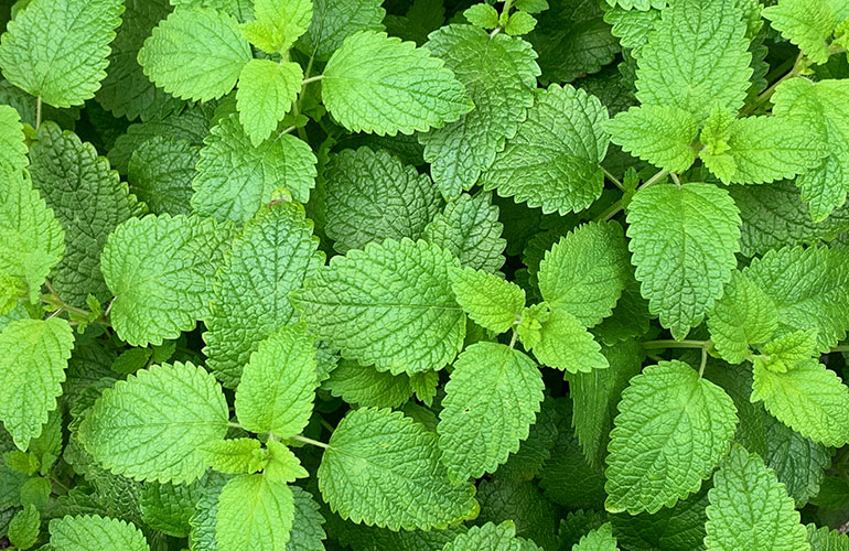 Lemon balm