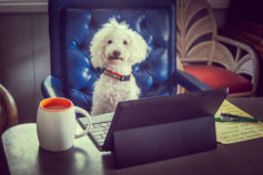 13 funny photos of dogs ‘working from home’