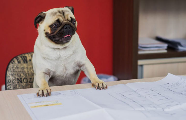 A small pug making big decisions