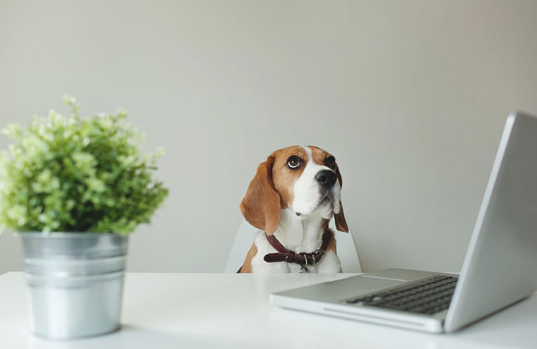 The minimalist beagle
