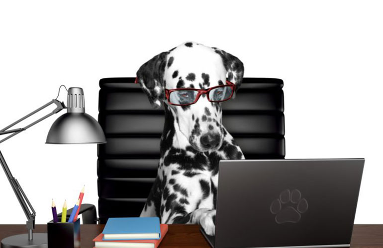 A very busy Dalmatian
