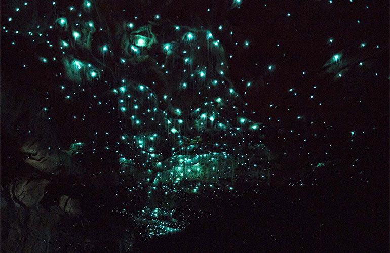 Glow-worm caves