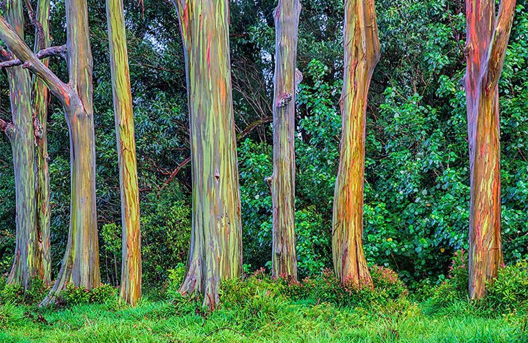 Rainbow eucalyptus trees