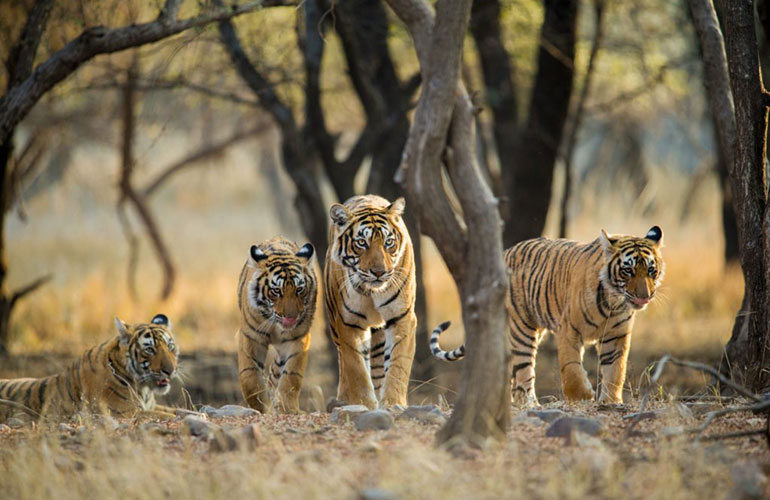 Disappearing animals