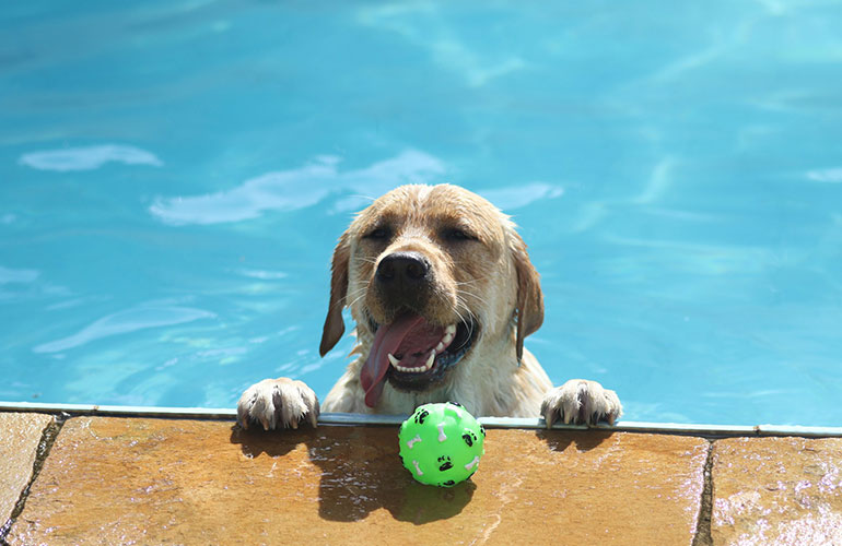 Meet this pool-loving little guy