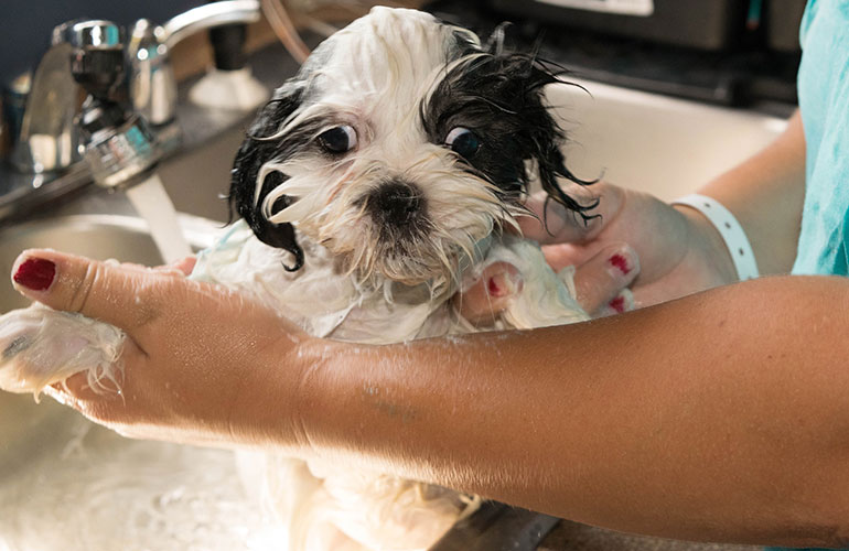 Meet this little Shih Tzu