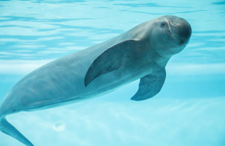 Vaquita